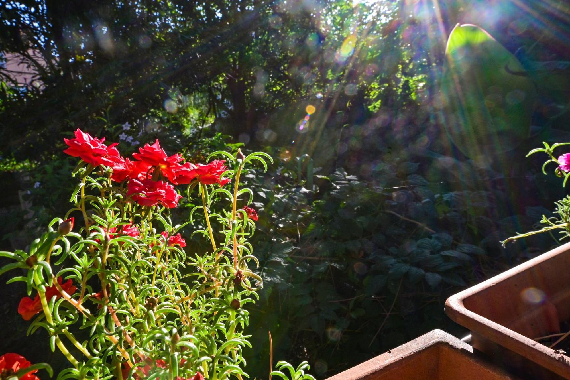 Bohemian Rhapsody Apartment Rovinj Bagian luar foto
